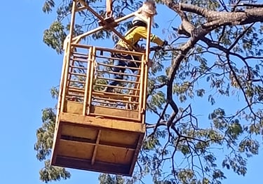 Poda e remoção de arvores e galhos
