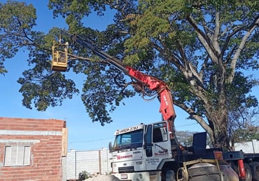 Serviço de Poda de Arvores em Goiânia