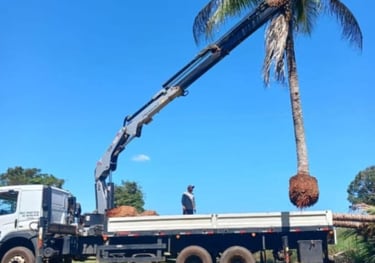 Retirada de Arvore com Munck