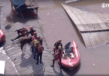 Cavalo ilhado em Canoas é resgatado pelo Exército