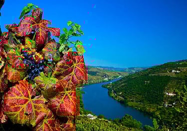 a bunch of grapes and grapes on a hill