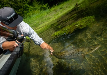 Awesome release photo of a big brown trout.