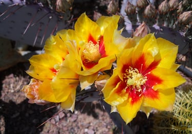 Sedona - Spring blooms in various cactus flowers, in colors of bright yellow, pink, and red