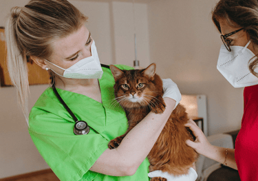 Felmo Tierarzt empfohlen von mein-katzensitter.de