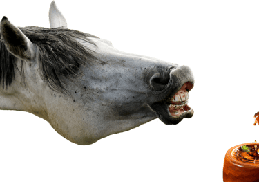 formation aromathérapie équine