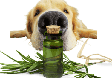 formation aromathérapie canine