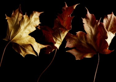 three dried autumn leaves overlapping on black