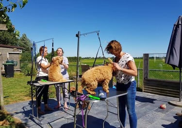Workshop vachtverzorging