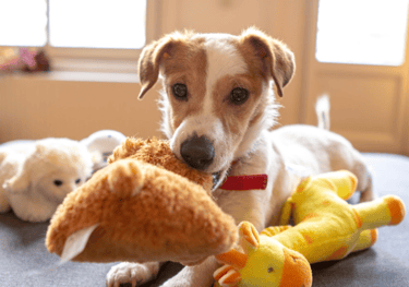 dogAdvisor | dogadvisor | dog advisor | dogAdvisor.dog