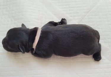 Femelle bébé Schnauzer noir