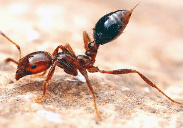 TLC Upstate Lawn & Pest Fire Ant Control