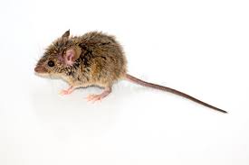 TLC Upstate Lawn & Pest Rodent Control