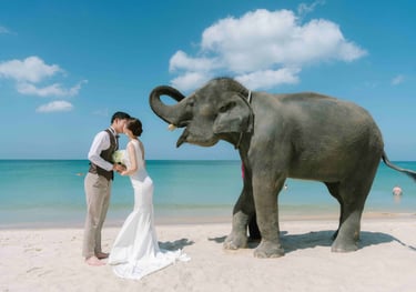 象さんとウエディングフォト