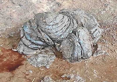 Fresh desi cow dung used as natural organic fertilizer in rural India