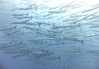 Diving on Havelock and Neil Islands, Andaman and Nicobar Islands