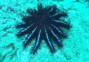 Diving on Havelock and Neil Islands, Andaman and Nicobar Islands