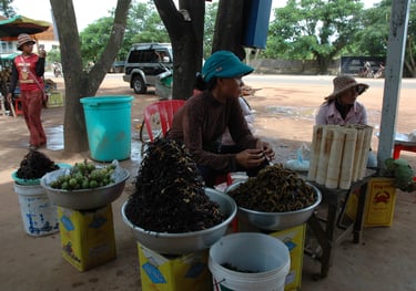 deep fried zebra tarantulas at a comfort stop to Siem Reap from Phenom Penh, Cambodia