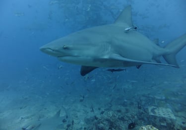 Beqa Shark dive, Beqa Lagoon, Pacific Harbour, Fiji