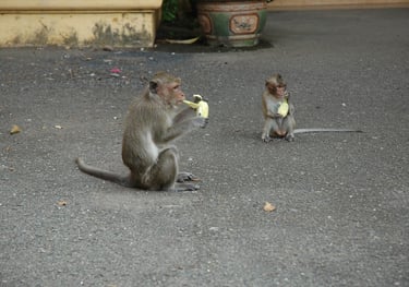 Monkeys at the Royal Palace of Cambodia, Phnom Penh, Cambodia