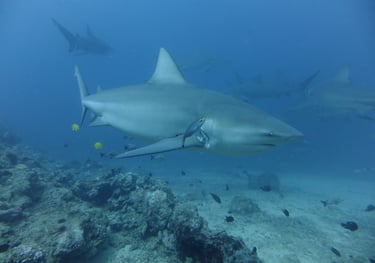 Beqa Shark dive, Beqa Lagoon, Pacific Harbour, Fiji
