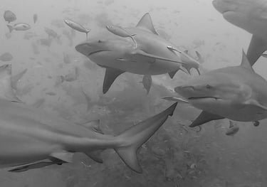 Beqa Shark dive, Beqa Lagoon, Pacific Harbour, Fiji