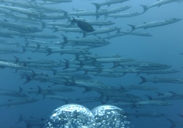 Diving on Havelock and Neil Islands, Andaman and Nicobar Islands