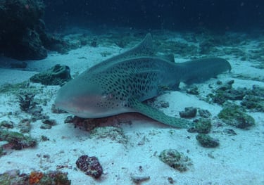 diving mozambique video, praia do tofo, Mozambique