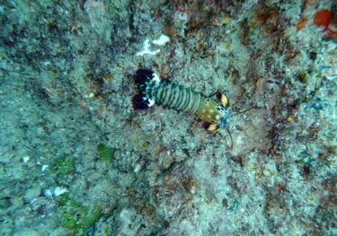 Tracey and Nick Billington diving at Tofo Beach, Praia Do Tofo, Mozambique