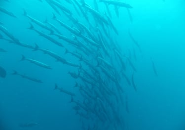 Diving on Havelock and Neil Islands, Andaman and Nicobar Islands