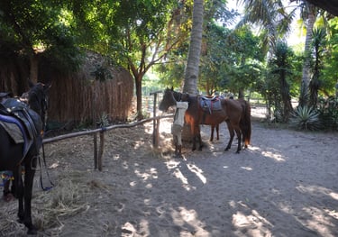 Nick and Tracey Billington Horse riding at Tofo Beach, Praia do Tofo, Mozambique