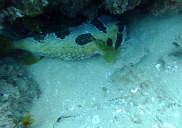 Tracey and Nick Billington diving at Tofo Beach, Praia Do Tofo, Mozambique