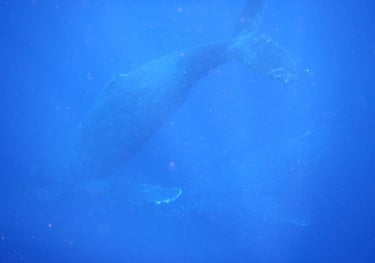 humpback whales in Vava'u, The Kingdom of Tonga