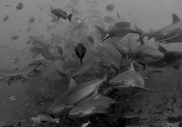 Beqa Shark dive, Beqa Lagoon, Pacific Harbour, Fiji