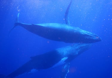 snorkelling with humpback whales in Vava'u, The Kingdom of Tonga