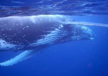 snorkelling with humpback whales in Vava'u, The Kingdom of Tonga