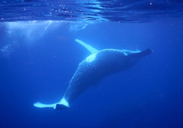 snorkelling with humpback whales in Vava'u, The Kingdom of Tonga