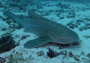 Tracey and Nick Billington diving at Tofo Beach, Praia Do Tofo, Mozambique