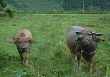 oxen at traditional farm in Yangshuo County, near the river Li, China
