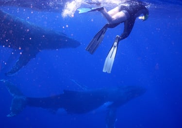 snorkelling with humpback whales in Vava'u, The Kingdom of Tonga