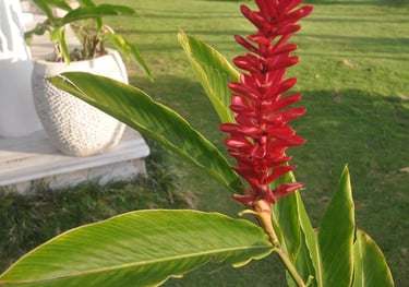 Mango Bay Resort, Namatakula, Fiji