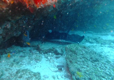 Tracey and Nick Billington diving at Tofo Beach, Praia Do Tofo, Mozambique