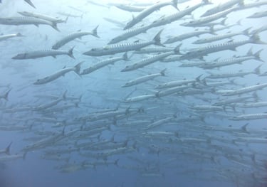 Diving on Havelock and Neil Islands, Andaman and Nicobar Islands