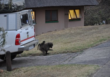 monkeys at the Thendele Upper Camp, Drakensberg Amphitheatre, South Africa