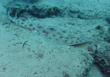 Tracey and Nick Billington diving at Tofo Beach, Praia Do Tofo, Mozambique