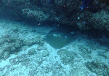 Tracey and Nick Billington diving at Tofo Beach, Praia Do Tofo, Mozambique