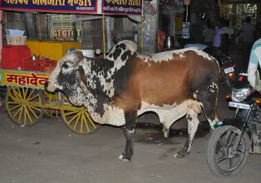 oxen in the streets of Pushkar , Rajasthan, India