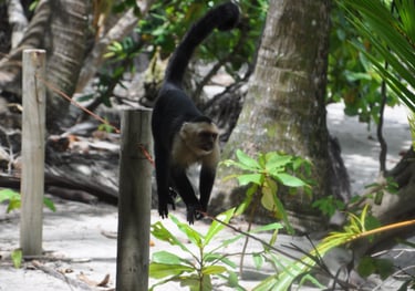monkey at Manuel Antonio National Park, Puntarenas, Costa Rica