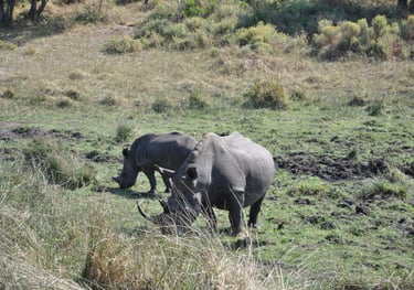 rino in the Isimangaliso wetland park, St Lucia, South Africa