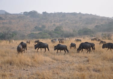 wildebeest in the Hluhluwe and Umfolozi game park, South Africa