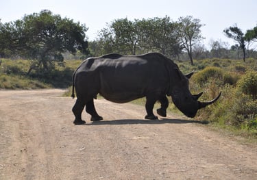 rino in the Isimangaliso wetland park, St Lucia, South Africa